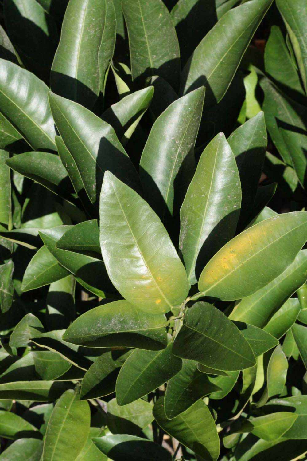              Sun leaves (Riverside, CA)       